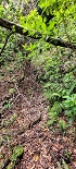 Plants: image 14 Of 208 Thumb